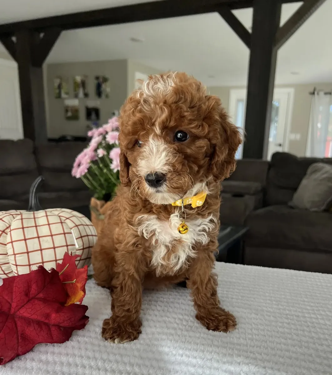 Mini Goldendoodle listo para un buen hogar