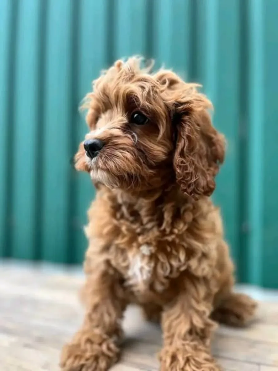 🐾🐶 Этот милый Кавапуу ищет возможность начать новую жизнь с любящей, стабильной семьей