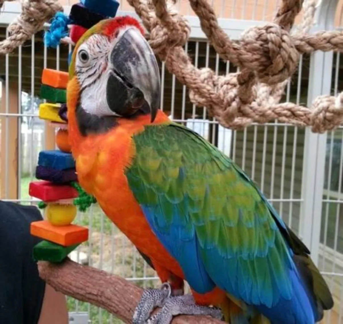 Yetiştirilmiş Catalina Makav Papağanları 4