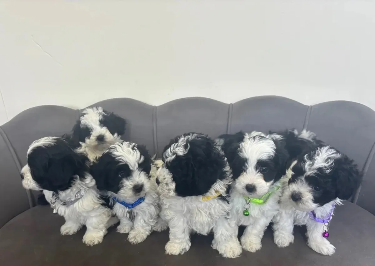 Maltipoo Yavruları Satılık