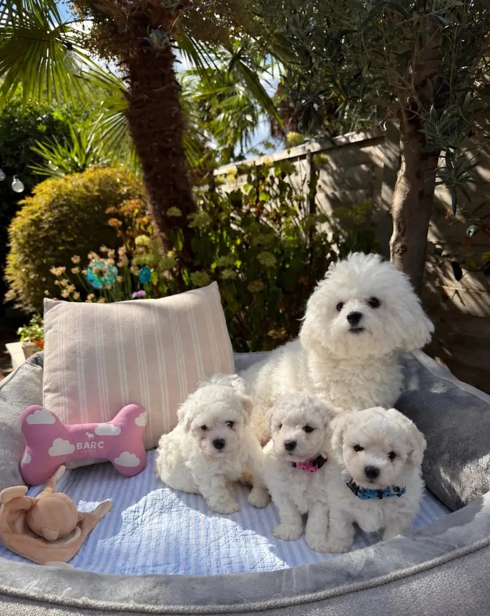 比熊犬