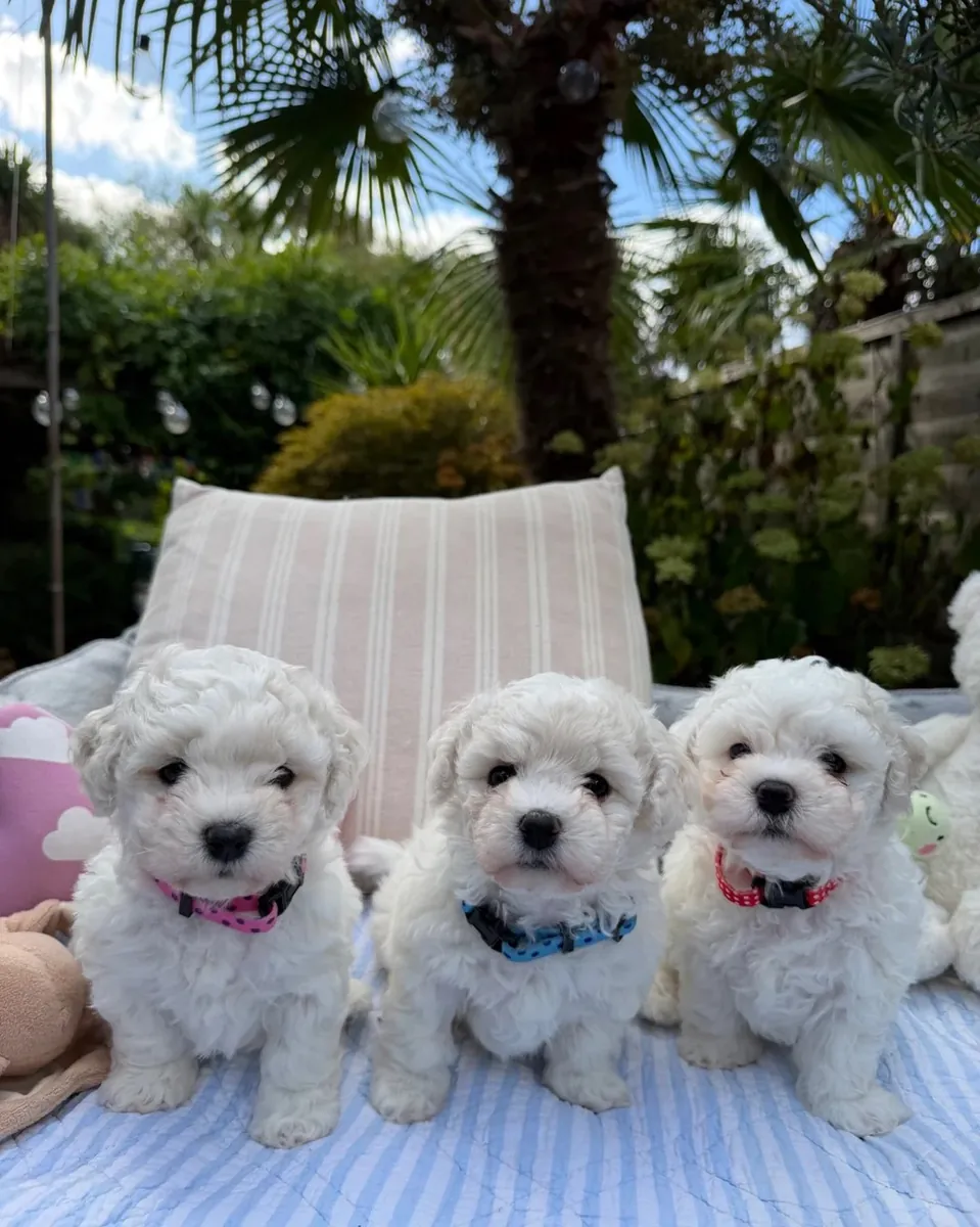 Bichón frisé