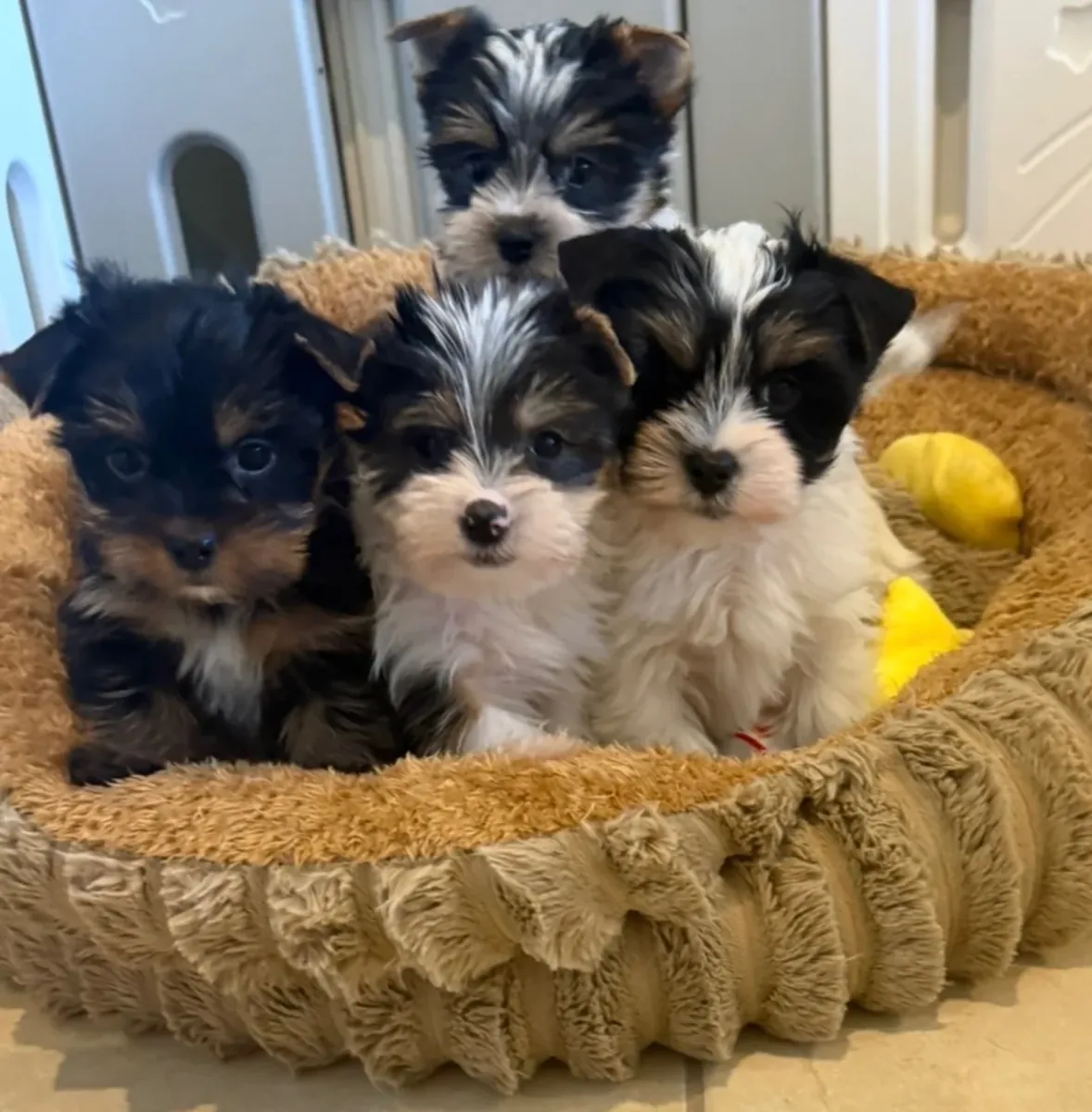 Cachorro Yorkshire Terrier