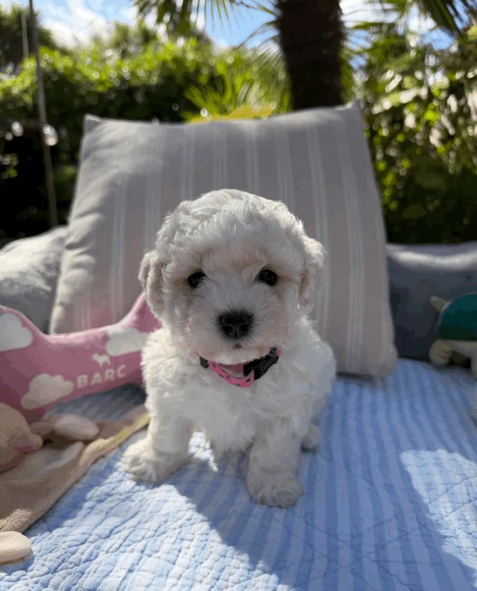 Bichon frise