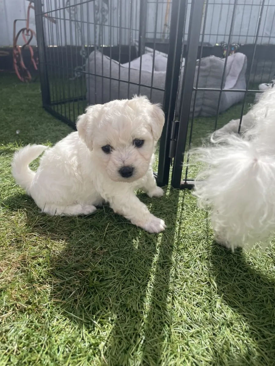 比熊犬幼犬准备好了