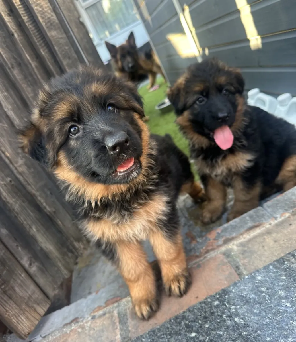 德国牧羊犬幼犬出售