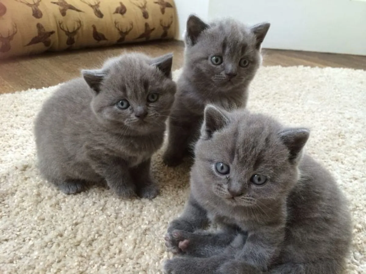 🐱 British Shorthair Kitten Available for Adoption 🐱