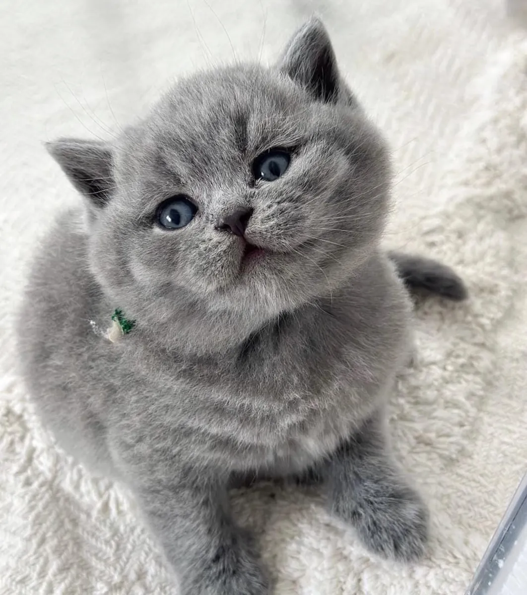 🐱 British Shorthair Kitten Available for Adoption 🐱
