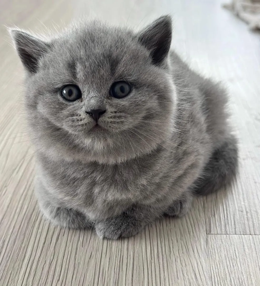 🐱 British Shorthair Kitten Available for Adoption 🐱