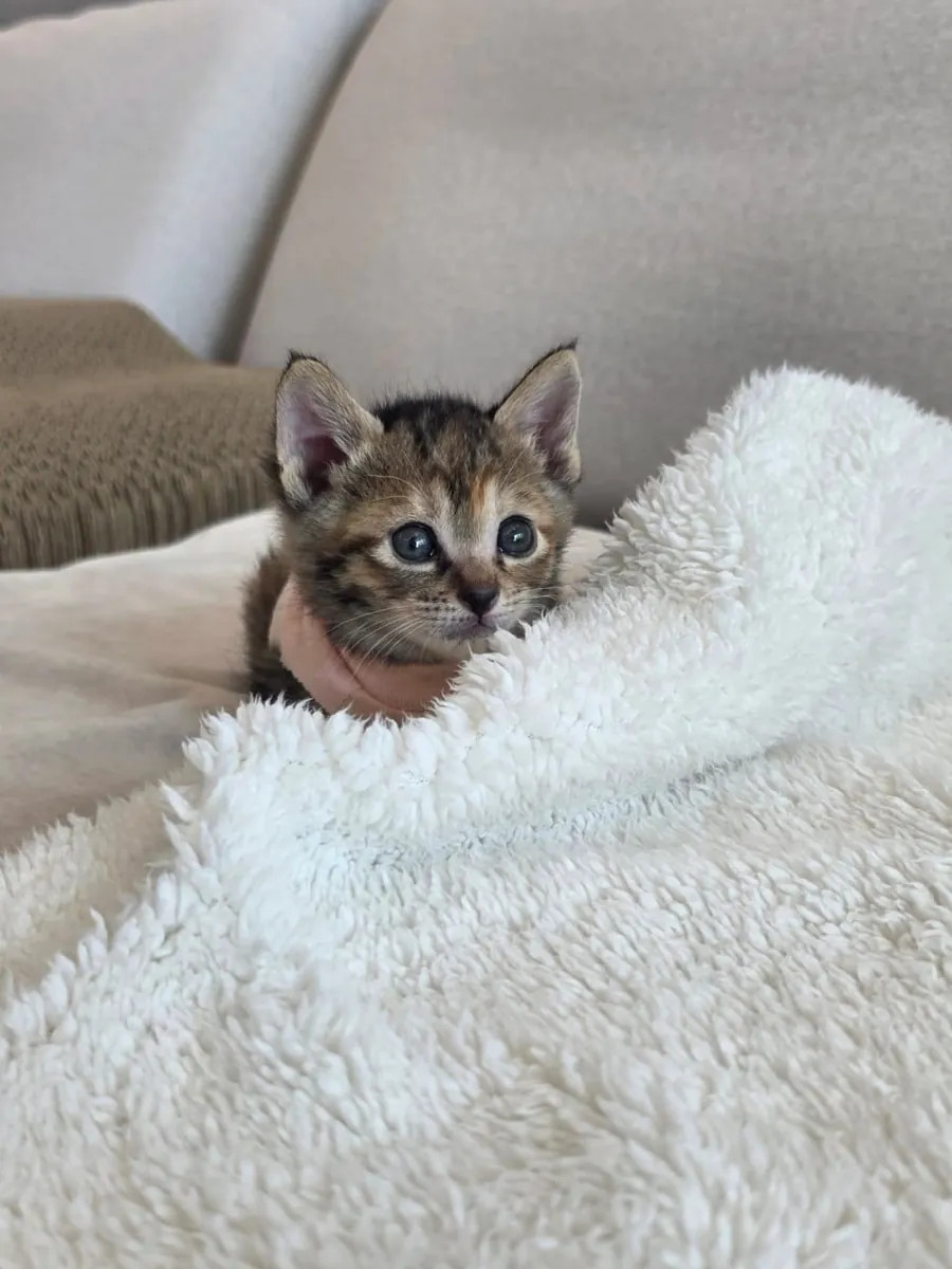 🐱 Bengal Kitten Available for Adoption 🐾