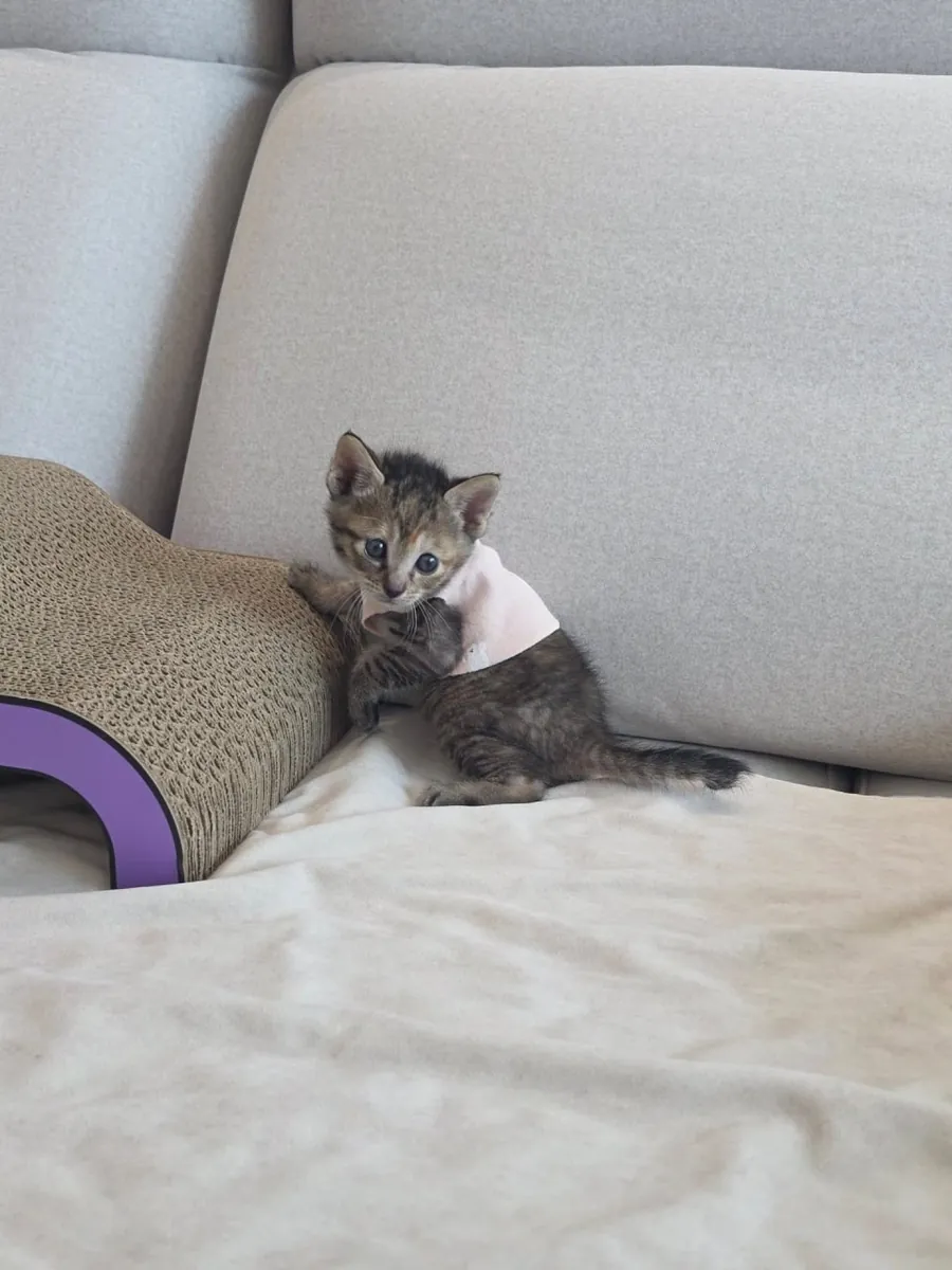 🐱 Bengal Kitten Available for Adoption 🐾
