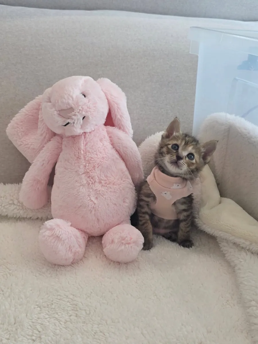 🐱 Bengal Kitten Available for Adoption 🐾