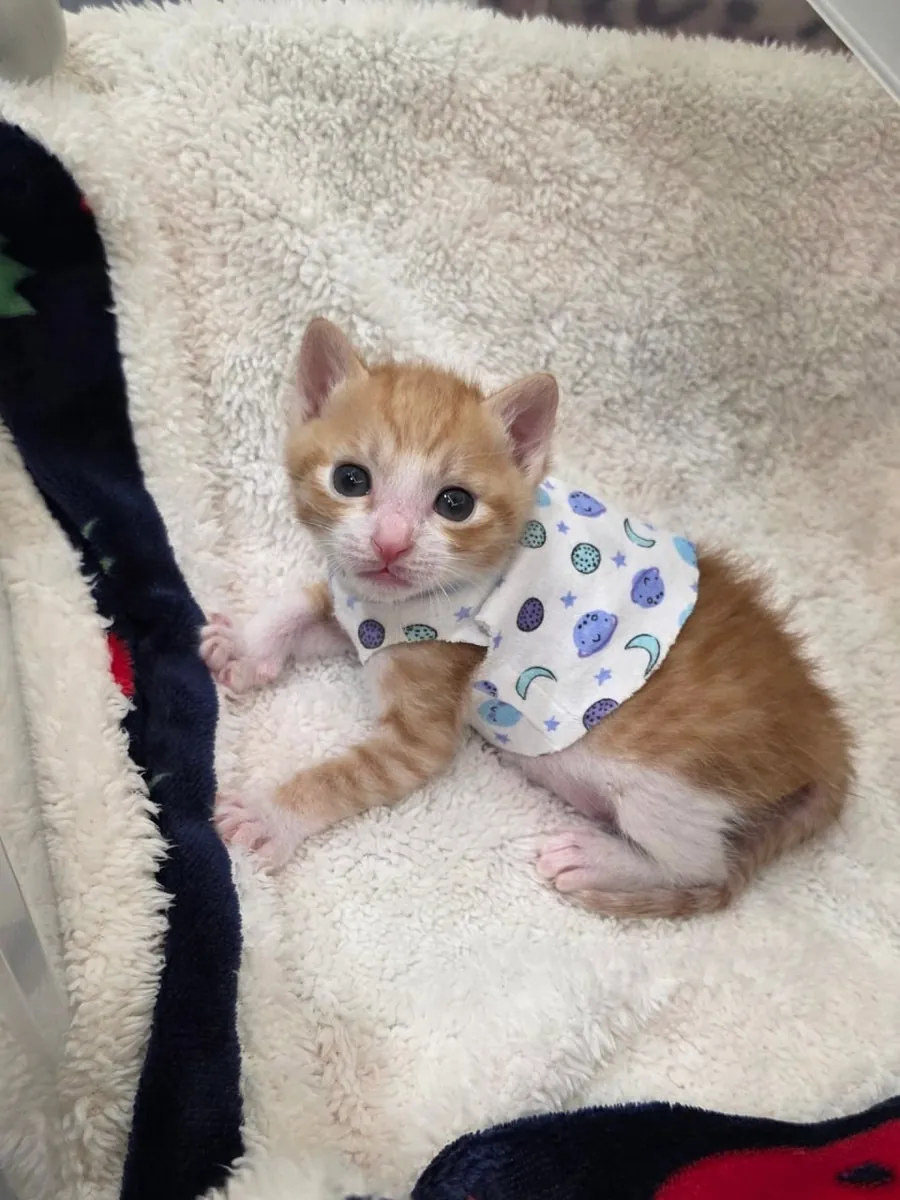 🐱 Chaton Scottish Fold disponible à l'adoption 🐾