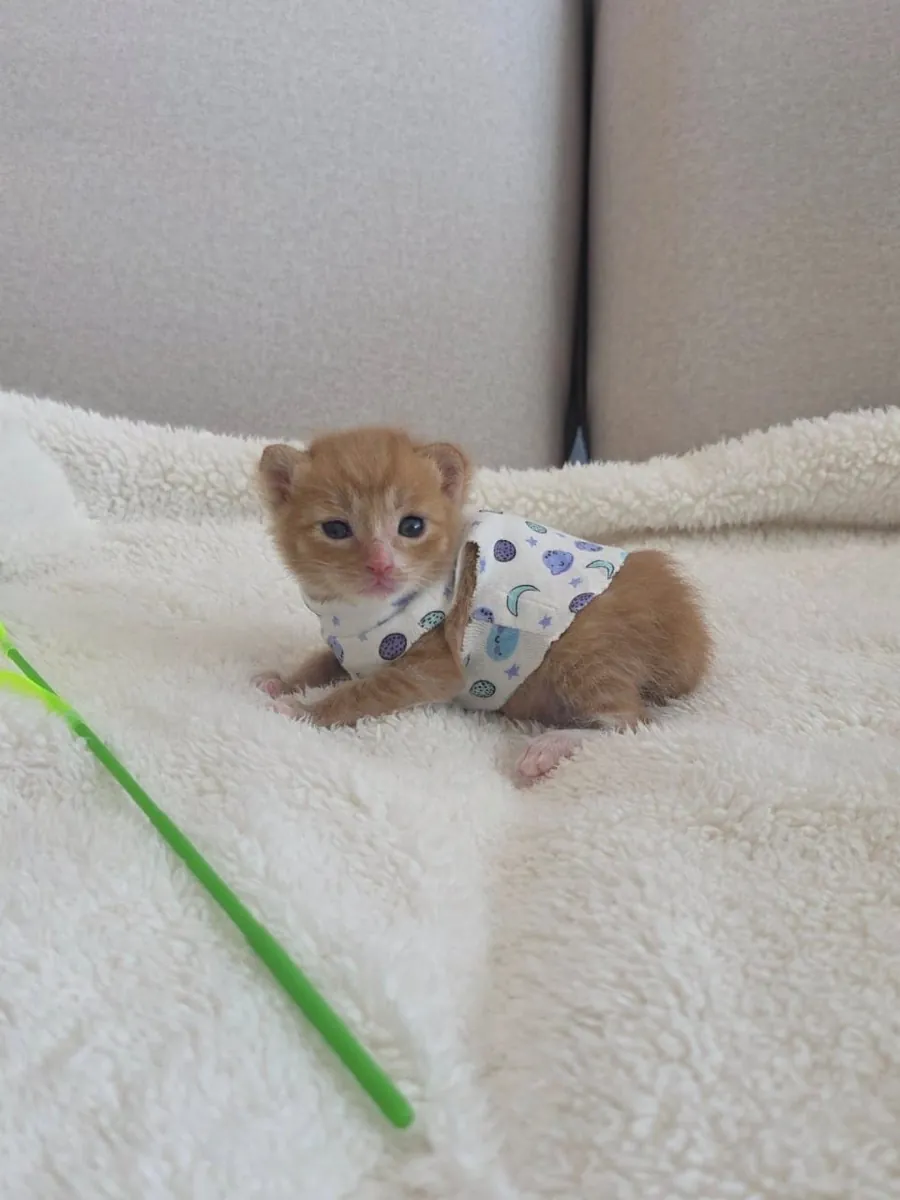 🐱 Chaton Scottish Fold disponible à l'adoption 🐾