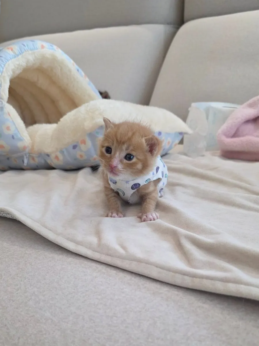 🐱 Chaton Scottish Fold disponible à l'adoption 🐾
