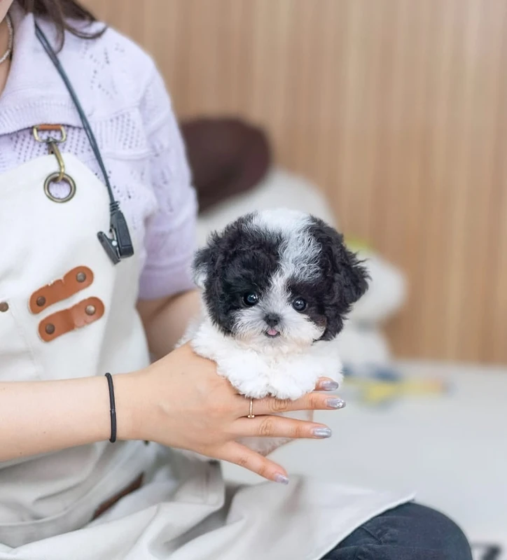 Maltipoo