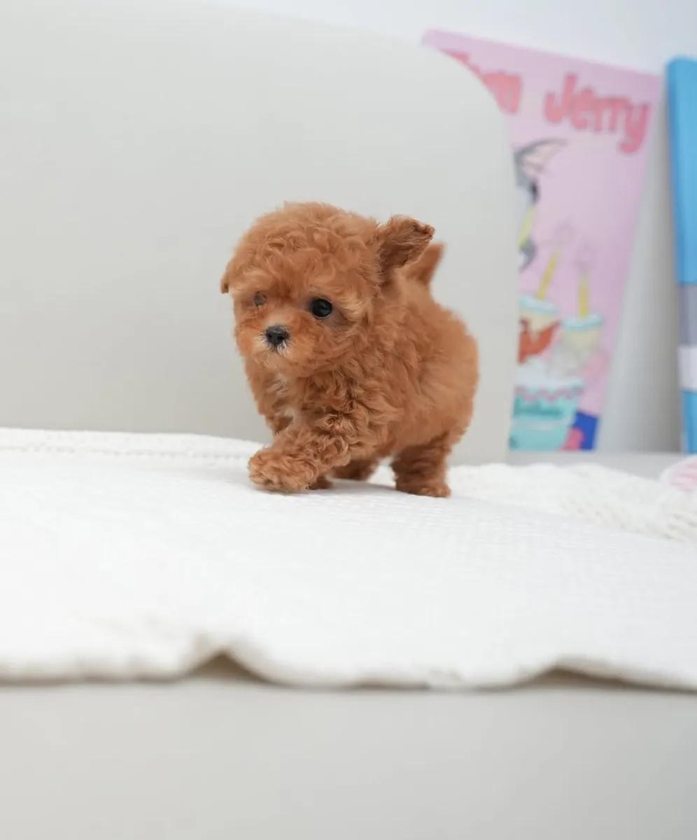 🐾 Bu sevimli Maltipoo yavrularından birine sevgi dolu bir sonsuz yuva verin! ❤️
