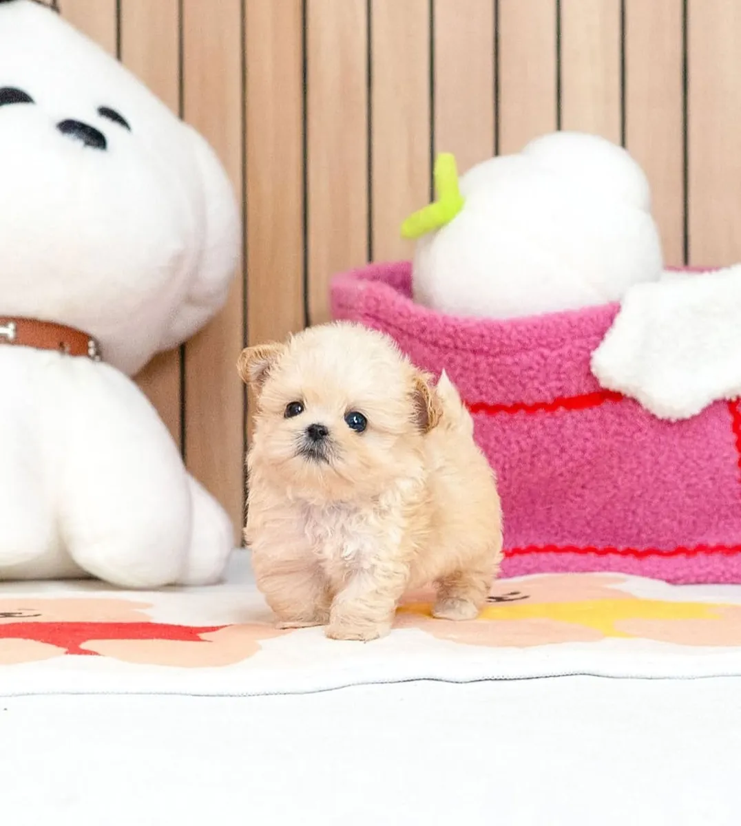 💕 可爱的、毛茸茸的、亲密的马尔提普犬幼犬可供领养。