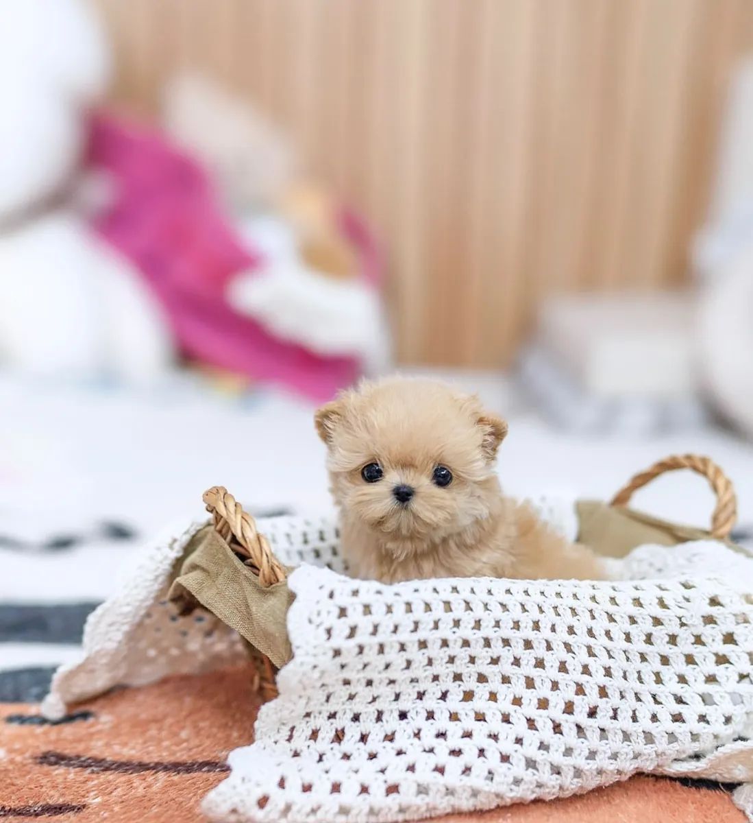 Evler! 🐾 Yumuşak Maltipoo yavruları yeni aileleriyle tanışmaya hazır! 💕