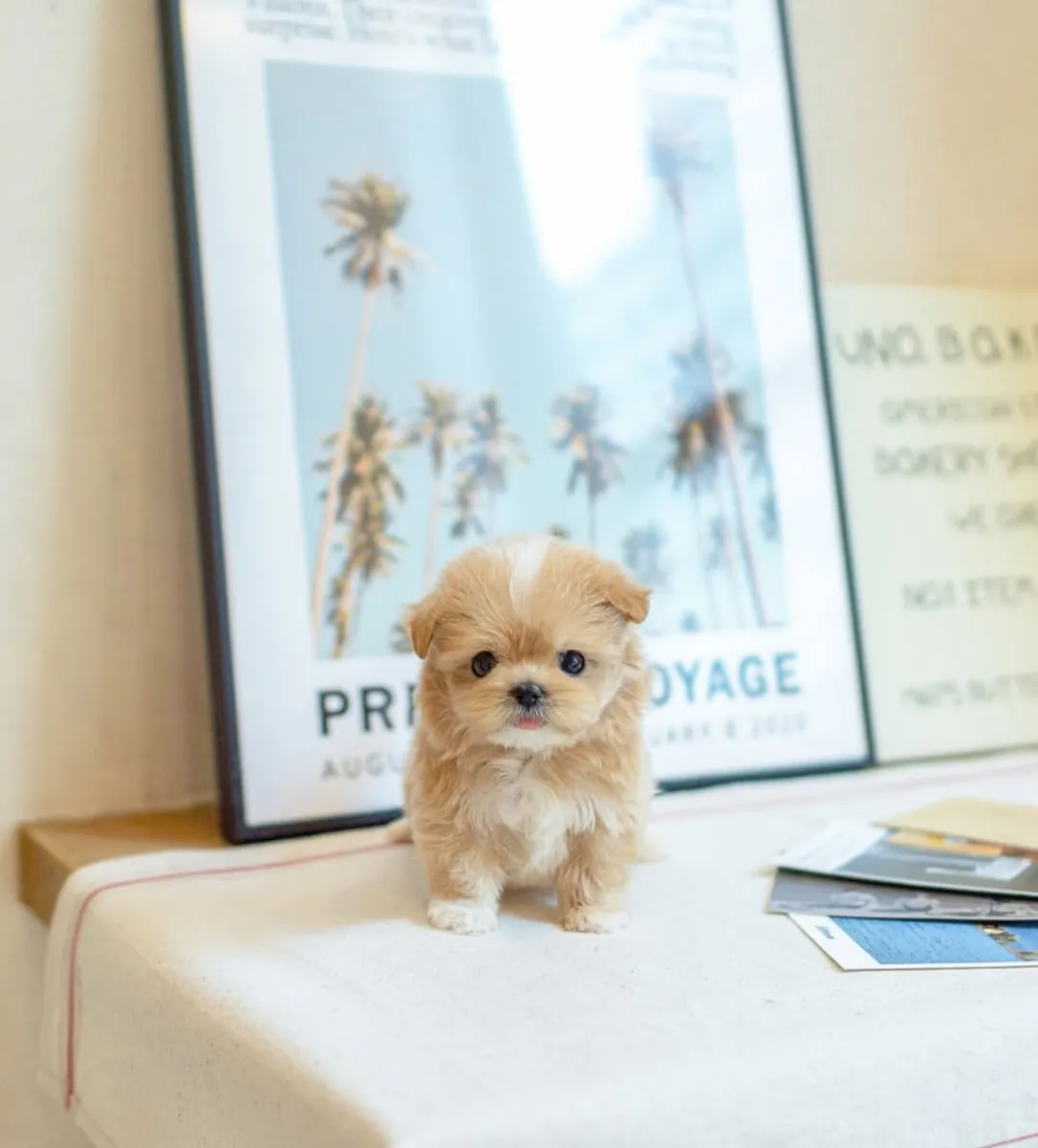 Evler! 🐾 Yumuşak Maltipoo yavruları yeni aileleriyle tanışmaya hazır! 💕