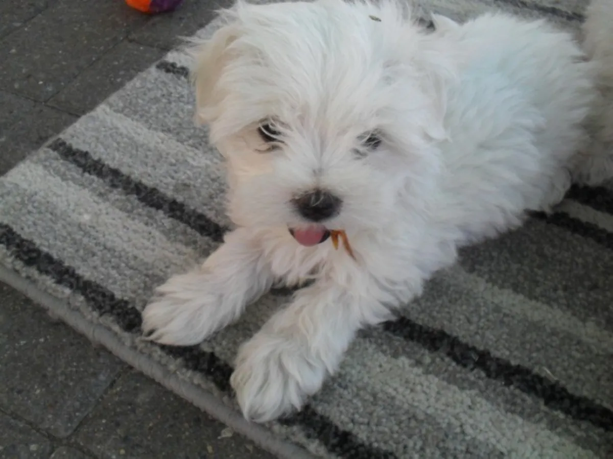 Maltaş köpek yavruları (çay fincanı boyutunda)