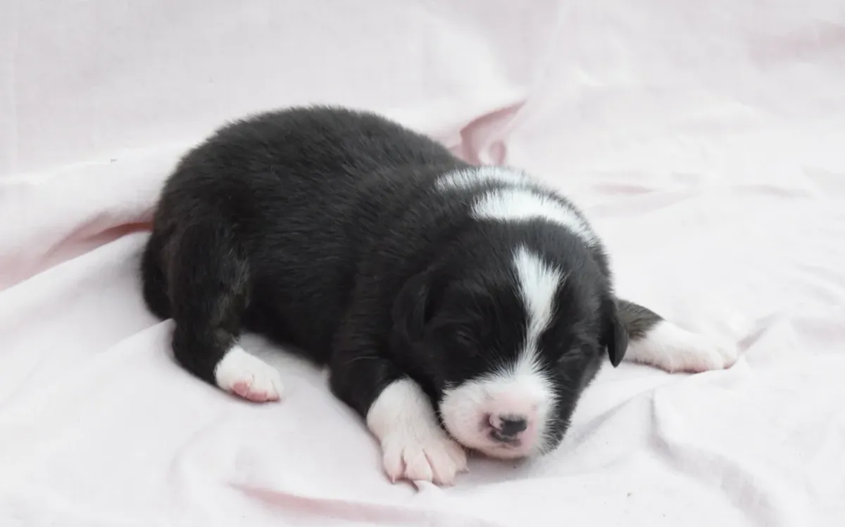 澳大利亚牧羊犬