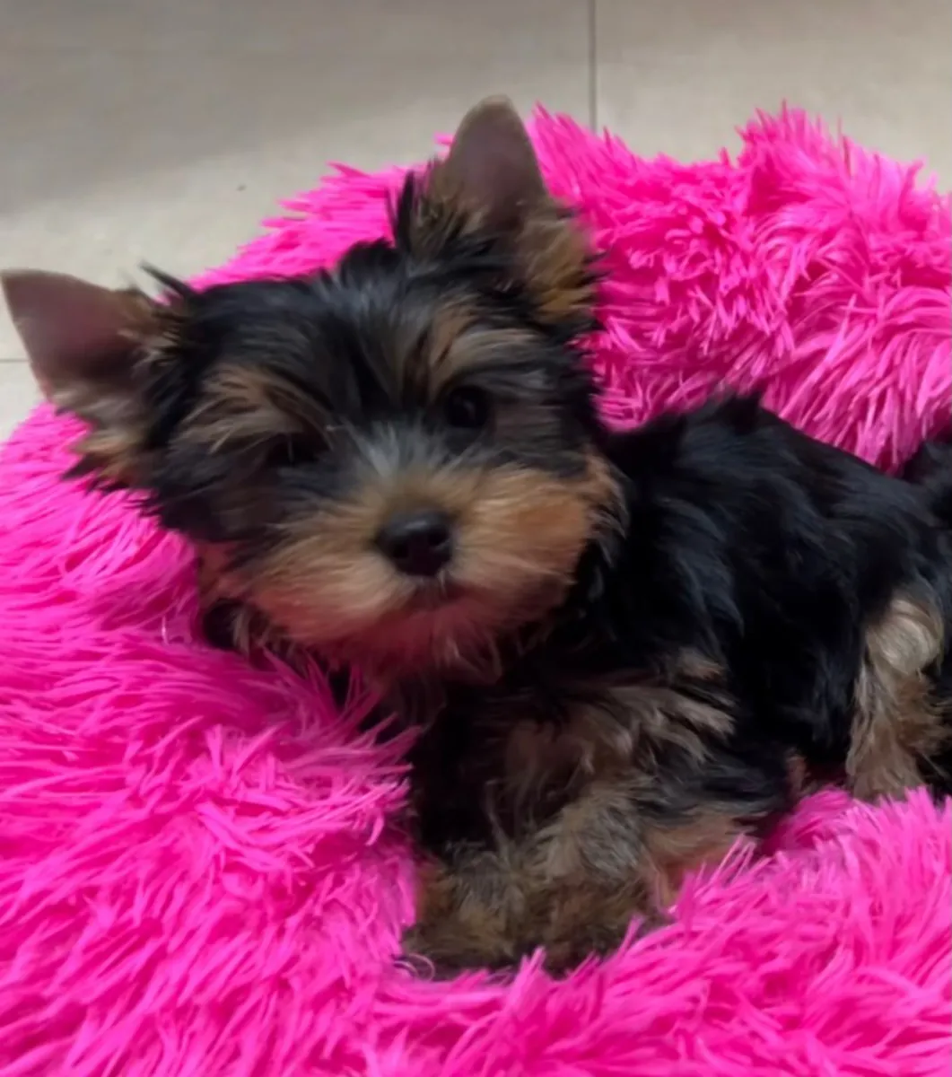 Chiot Yorkshire Terrier