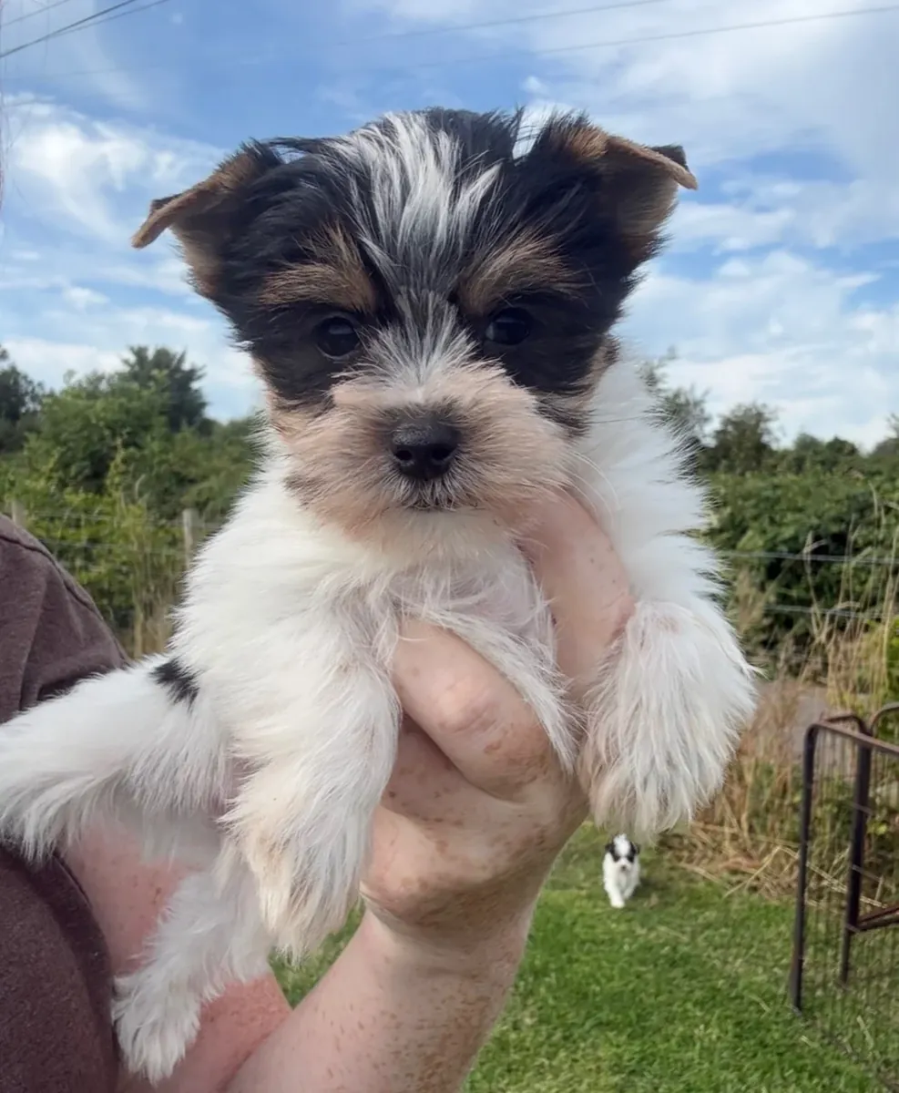 Cachorro Yorkshire Terrier