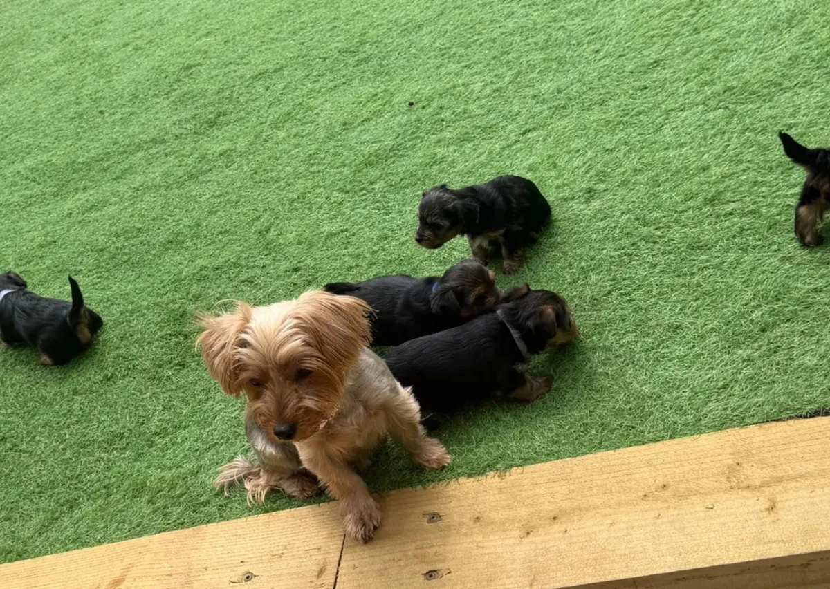 Chiot Yorkshire Terrier