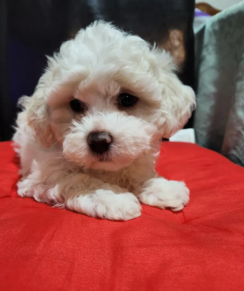 Bichon frise