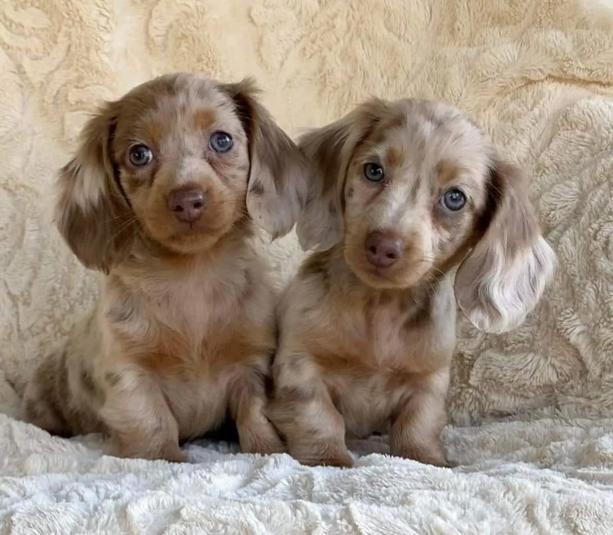 Dachshund Lovers 