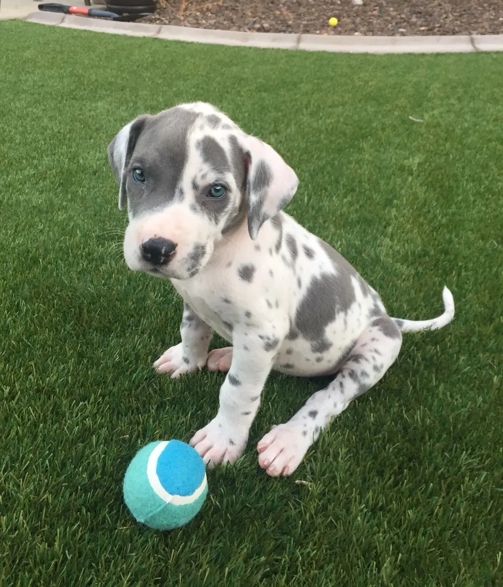 Meet our beautiful Great Dane puppies! ❤️