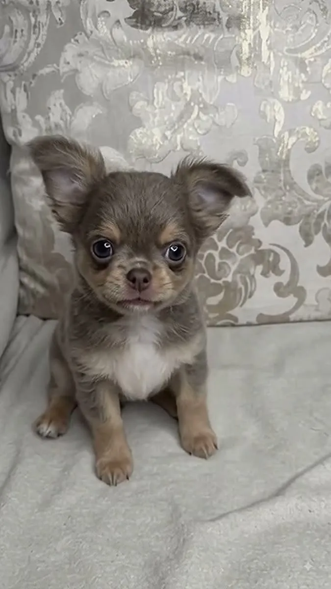 Chihuahua Severler