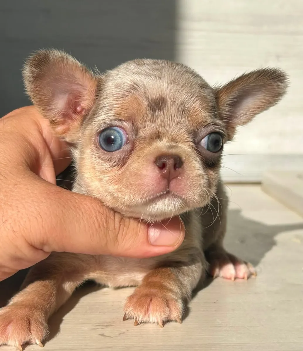 Chihuahua Severler