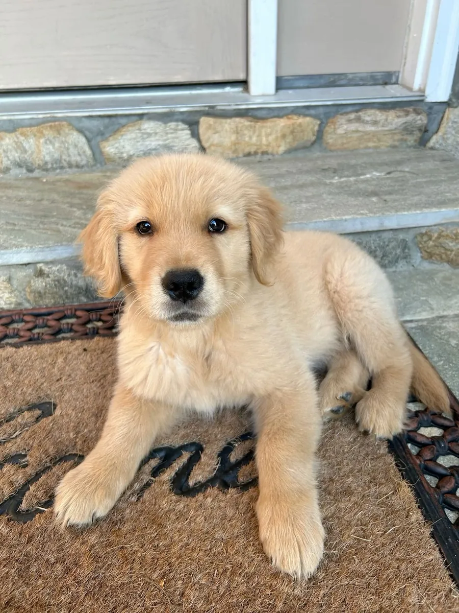 可爱的金毛猎犬小狗寻找爱心家庭 ❤️