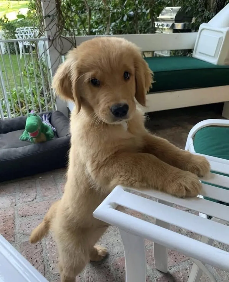 可爱的金毛猎犬小狗寻找爱心家庭 ❤️