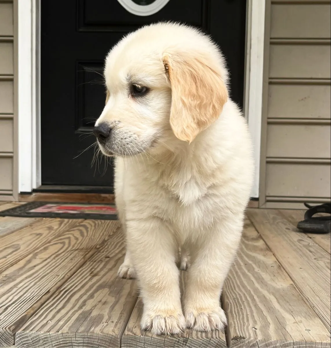 可爱的金毛猎犬小狗寻找爱心家庭 ❤️