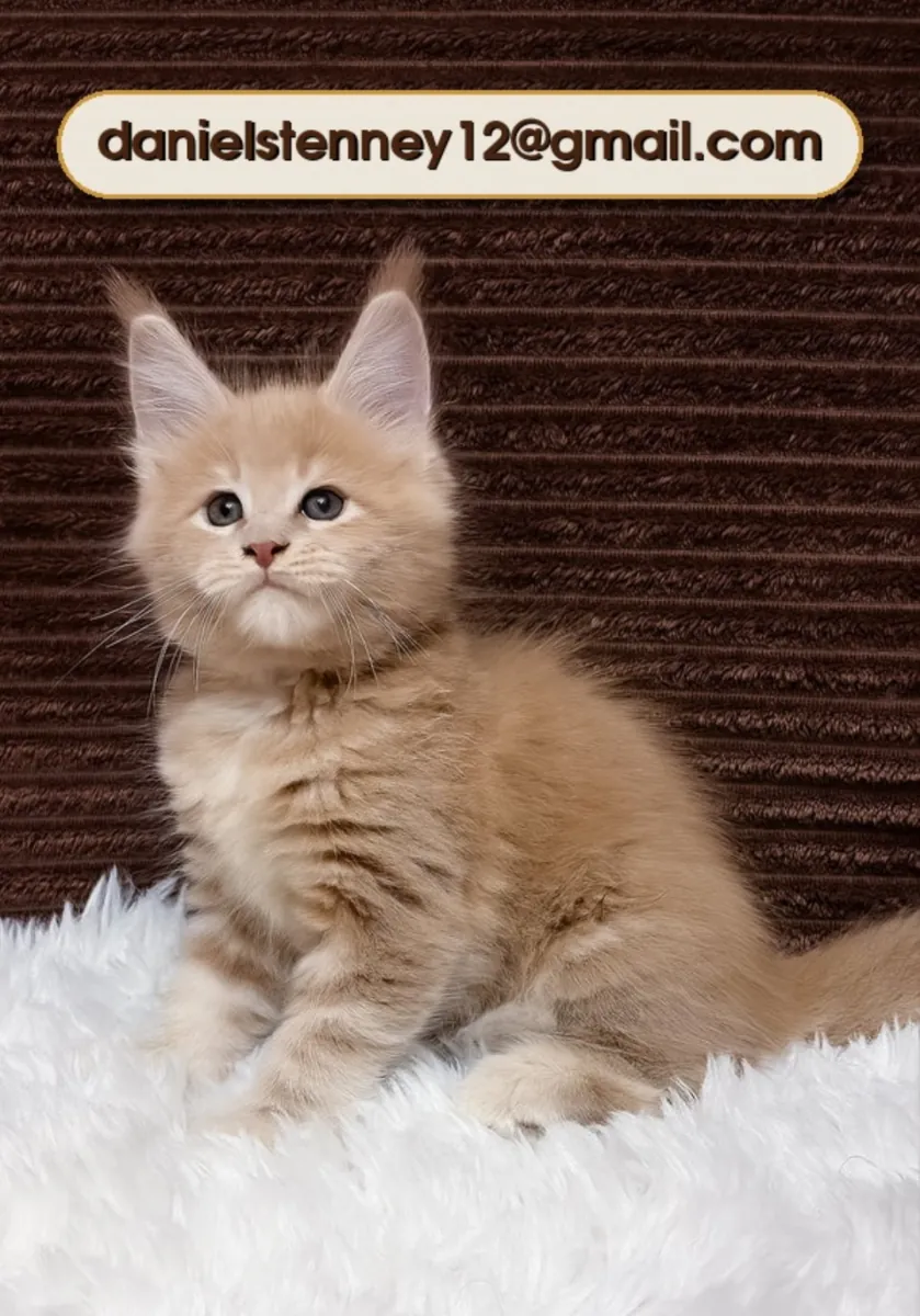 可爱的缅因猫小猫