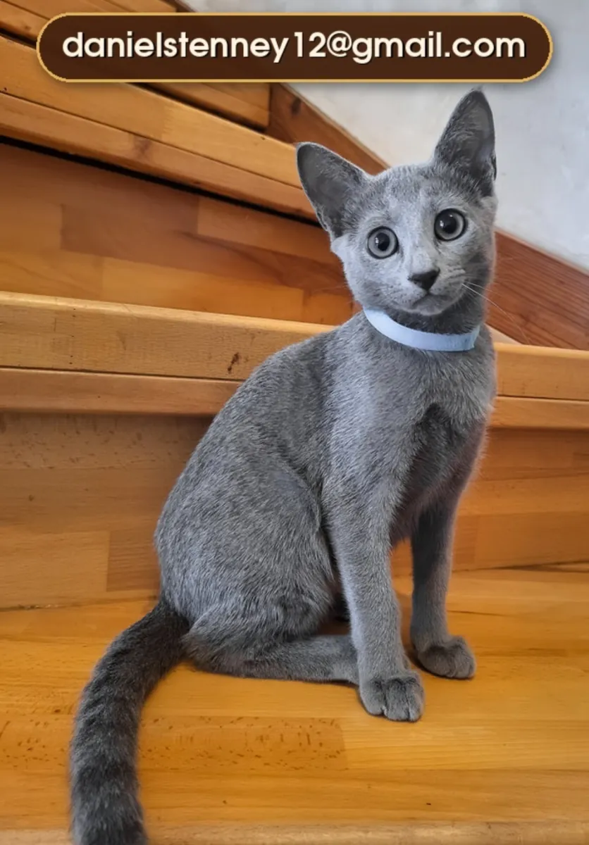 俄罗斯蓝猫小猫