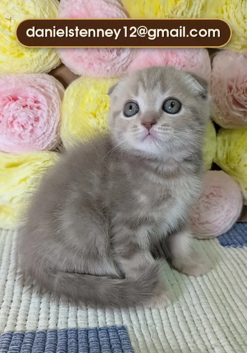 Scottish Fold kittens