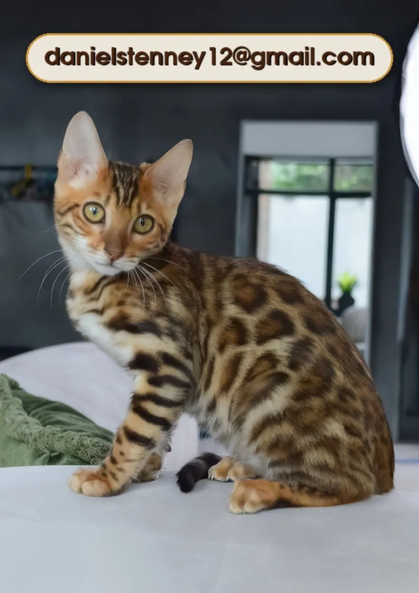 可爱的孟加拉小猫可供出售