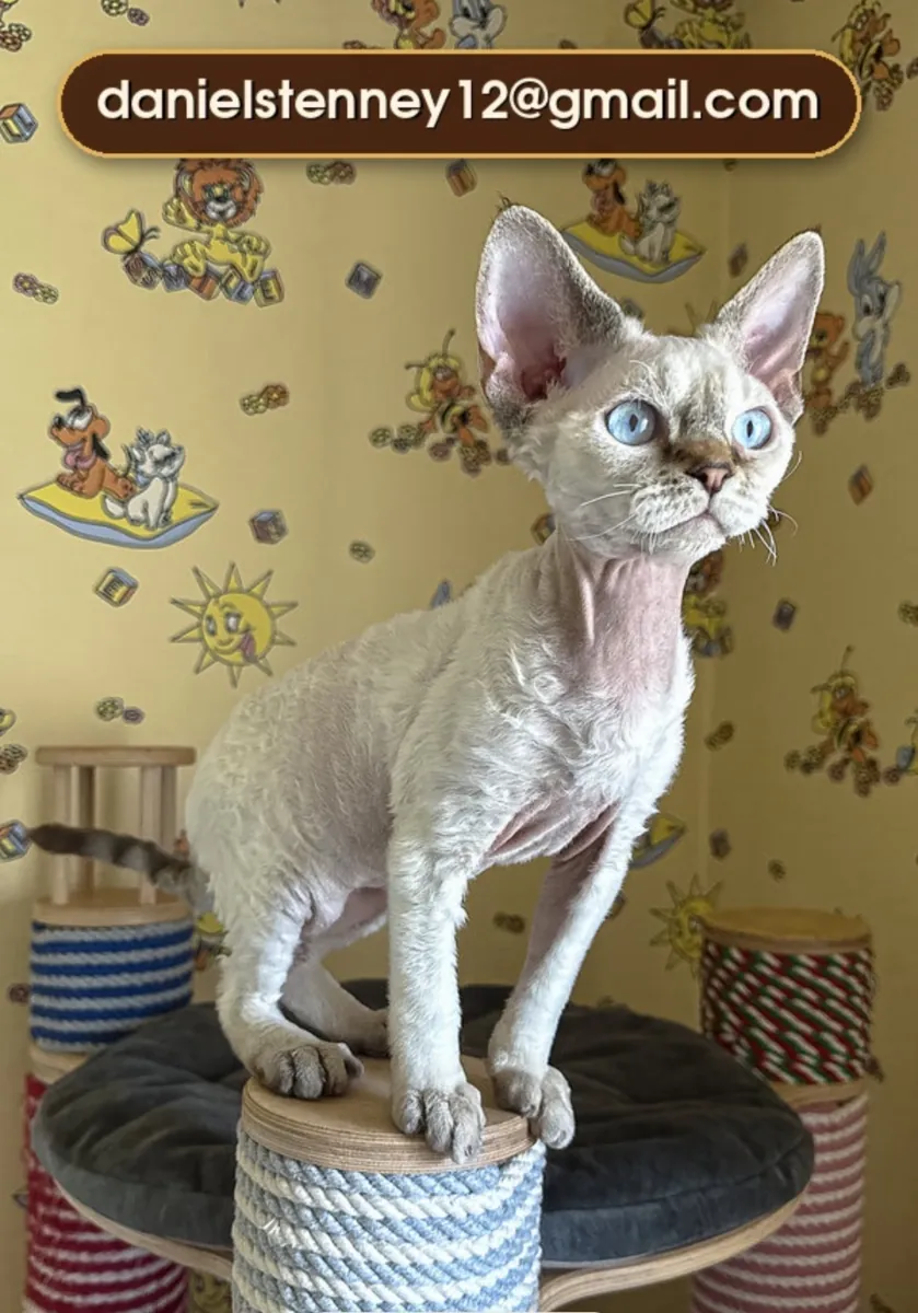 şirin Devon Rex yavrusu