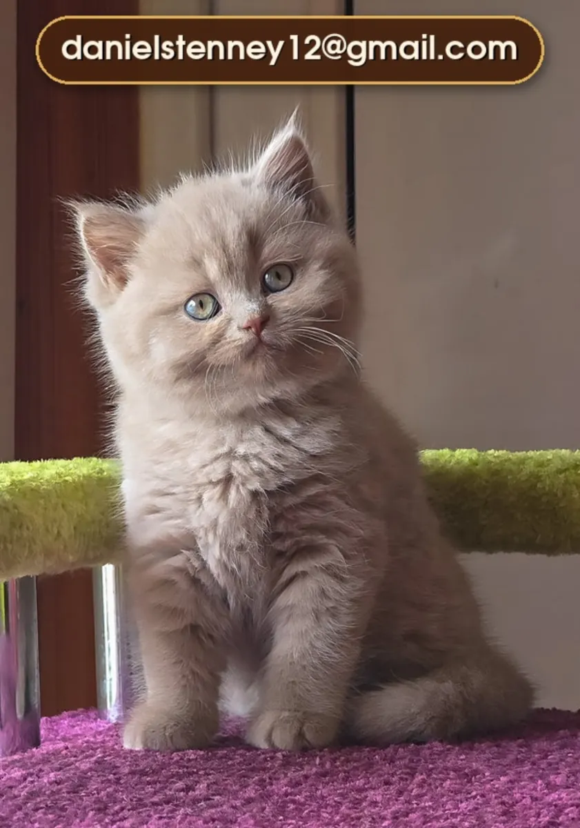 Cute British Shorthair Kittens