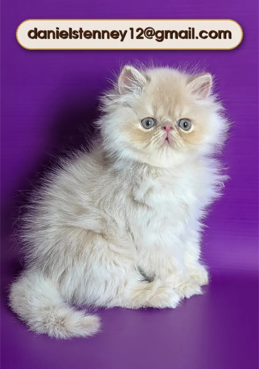 Chatons persans doux