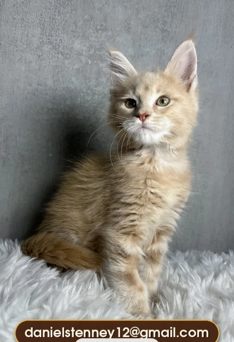 Cream Classic Maine Coon Kitten