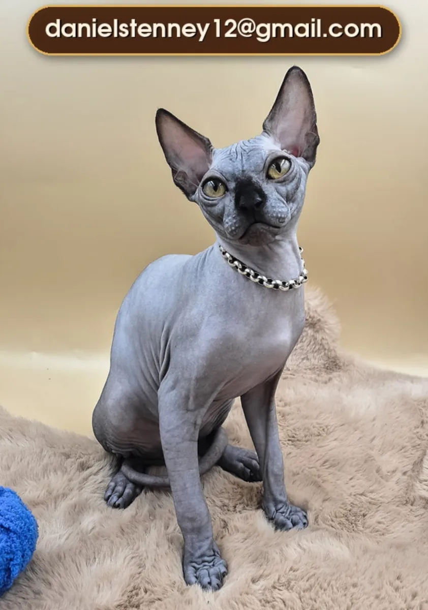 Sphynx Yavruları