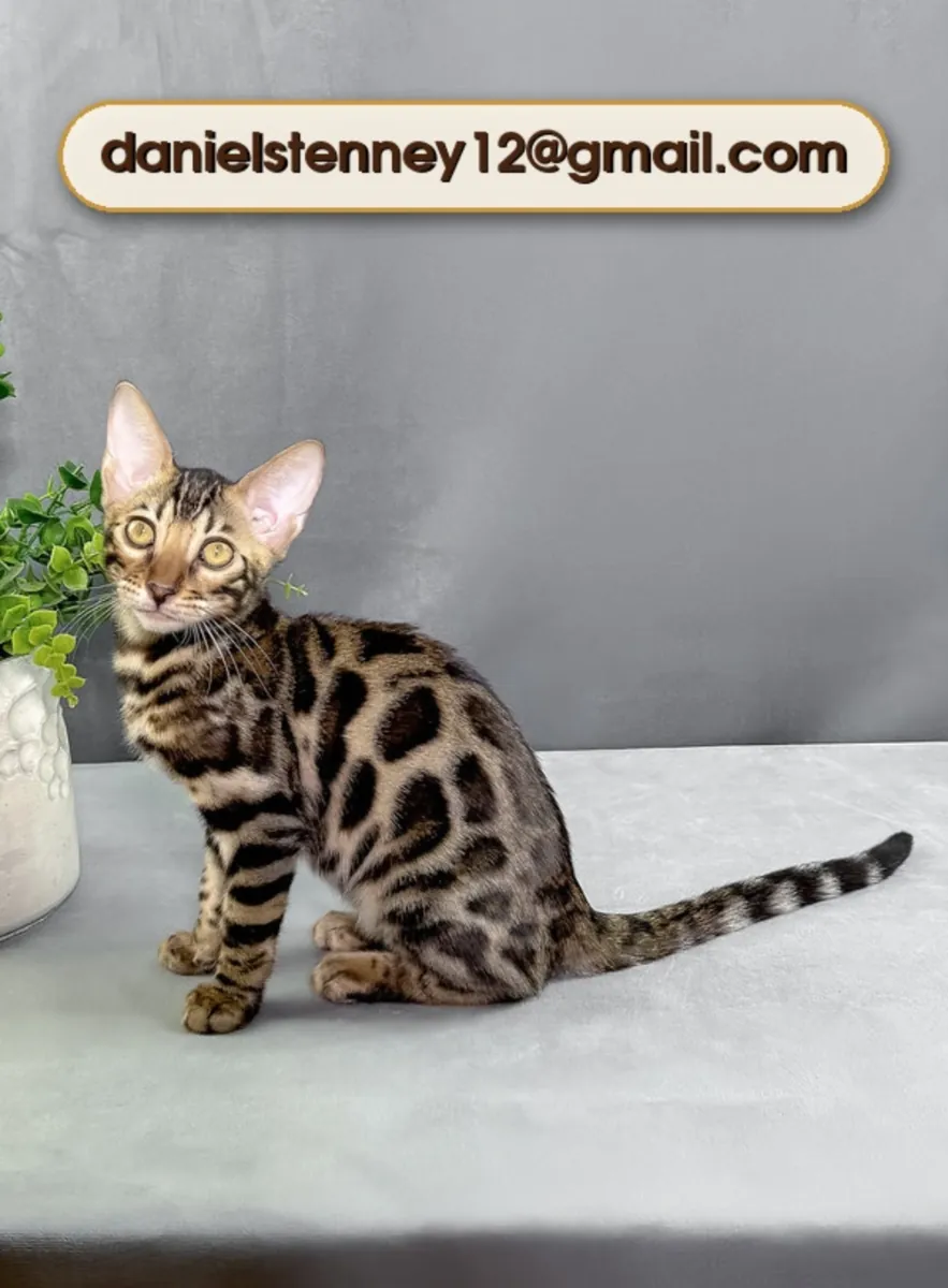 Chaton Bengal