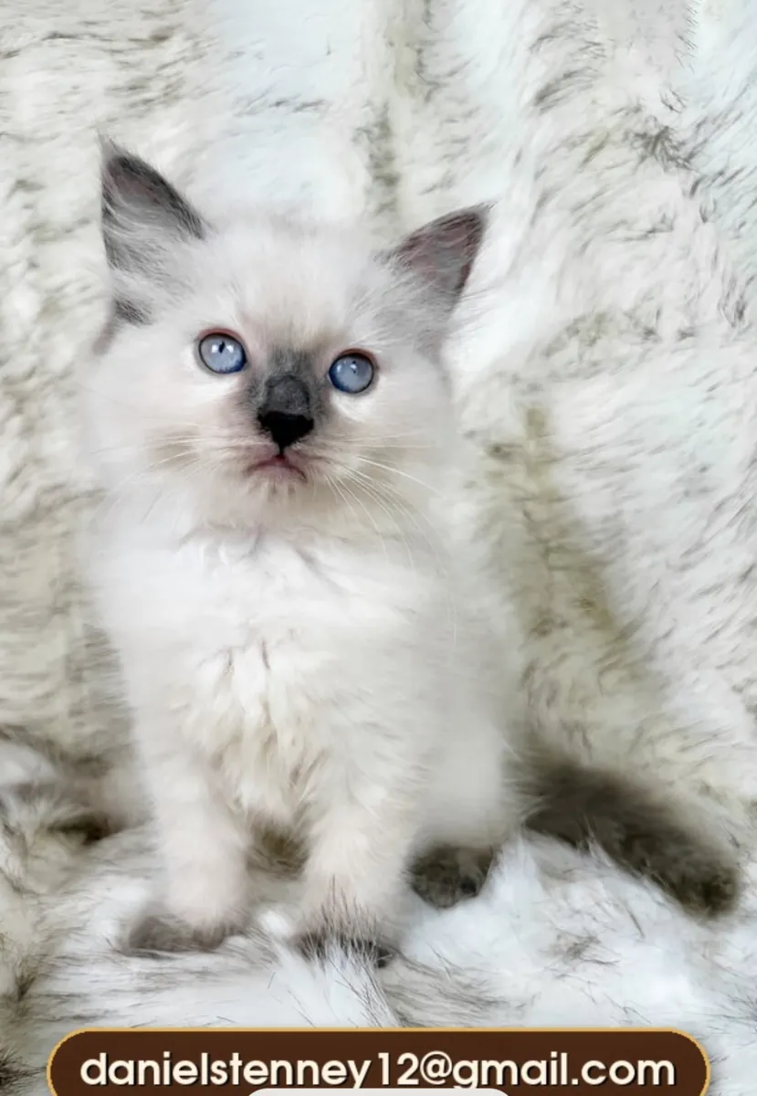 美丽的布偶猫小猫