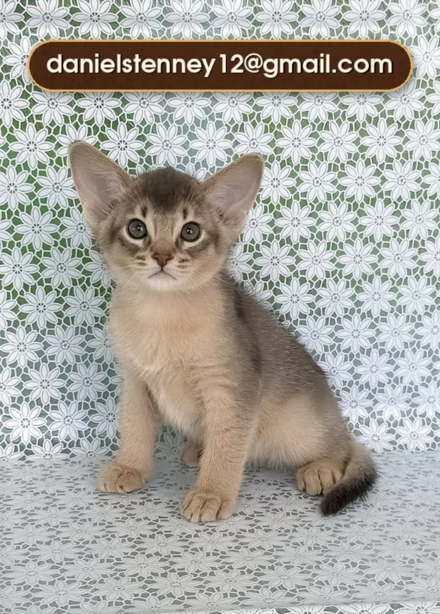 Chaton Abyssinien Étonnant
