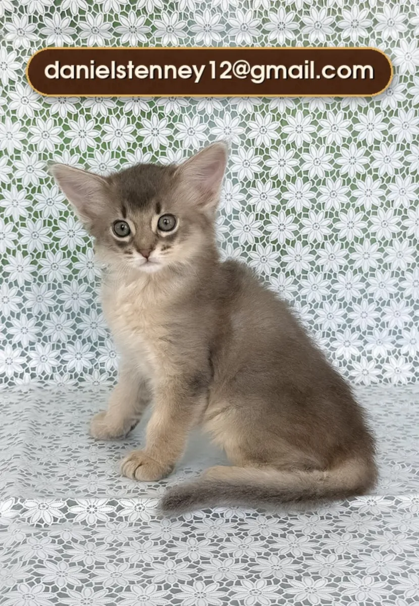 Adorable Somali kitten